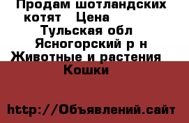 Продам шотландских котят › Цена ­ 4 000 - Тульская обл., Ясногорский р-н Животные и растения » Кошки   